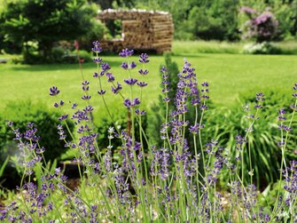 Lavendel blüht im Garten | © Urlaub am Bauernhof Oberösterreich / Harald Puchegger