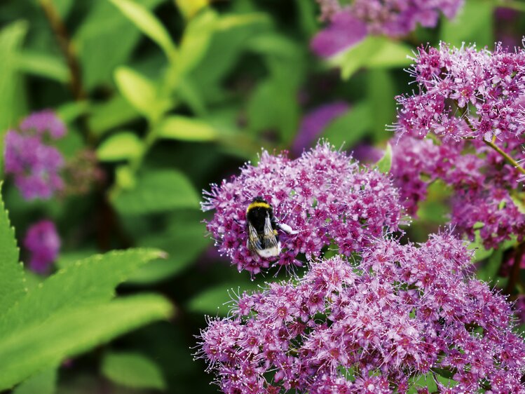 Eine Hummel sitzt auf einer rosaroten Blüte | © Urlaub am Bauernhof Oberösterreich / Harald Puchegger