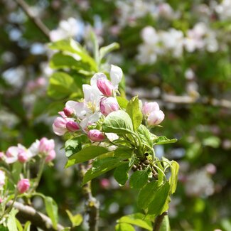 Rosa-weiße Obstbaumblüte | © Urlaub am Bauernhof Oberösterreich / Harald Puchegger