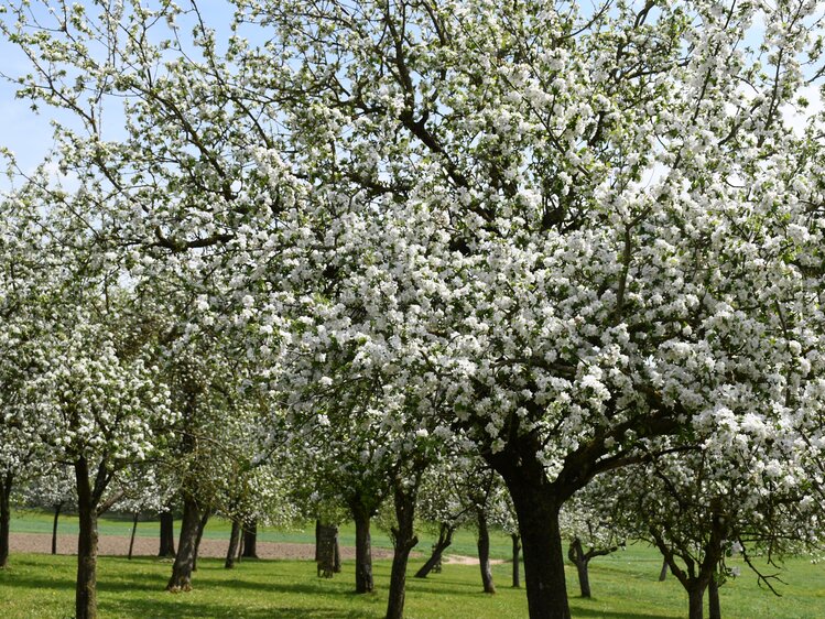 Weiß blühende Obstbäume | © Urlaub am Bauernhof Oberösterreich / Harald Puchegger