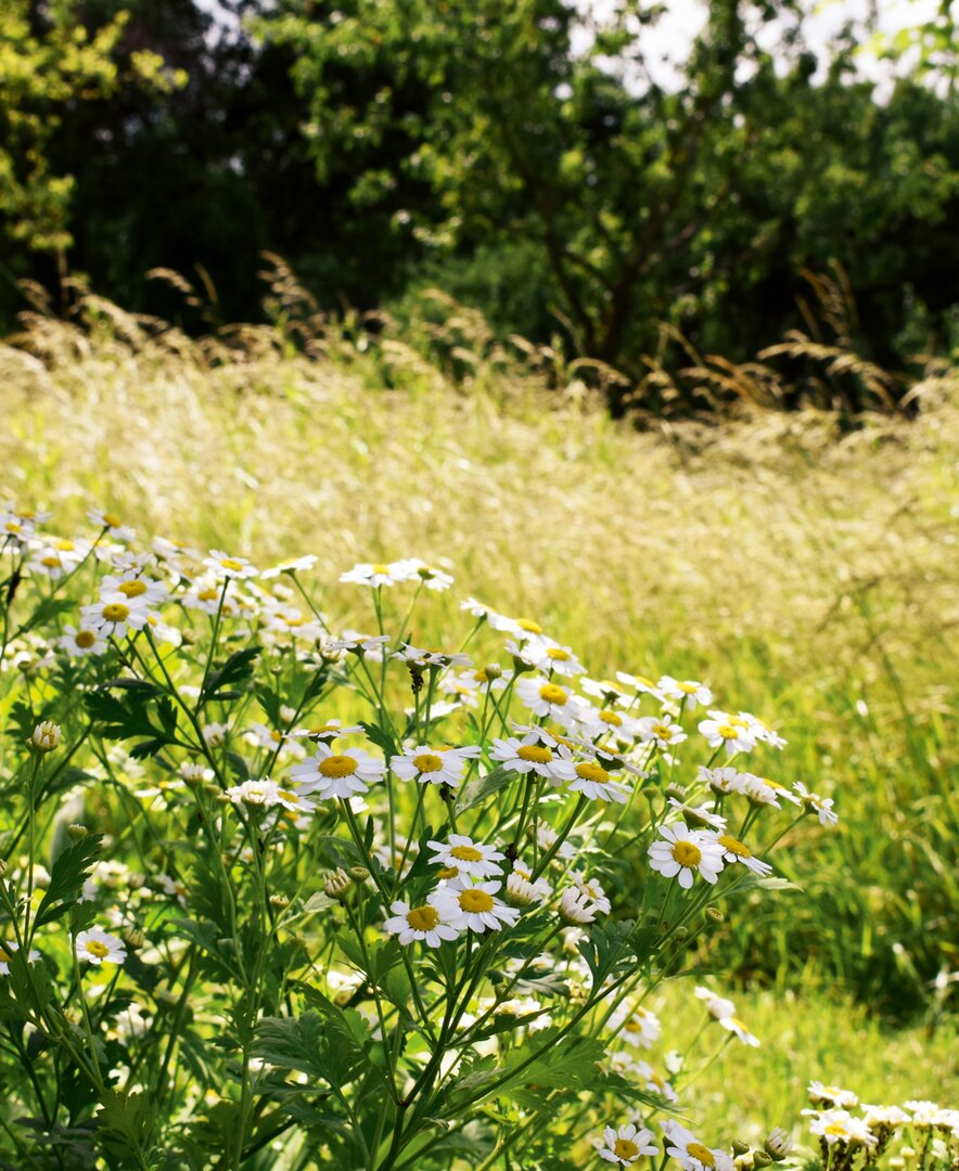 Ruhegarten am Waldbothgut | © Urlaub am Bauernhof Oberösterreich / Harald Puchegger