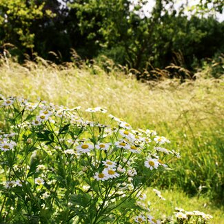 Ruhegarten am Waldbothgut | © Urlaub am Bauernhof Oberösterreich / Harald Puchegger