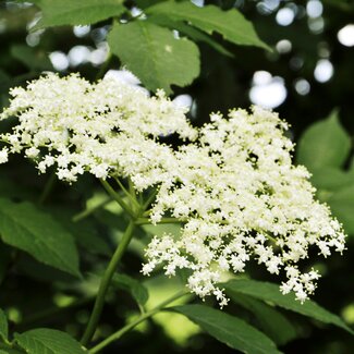 Nahaufnahme einer Holunderblüte am Strauch | © Urlaub am Bauernhof Oberösterreich / Harald Puchegger