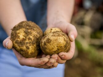 Person hält frisch geerntete Erdäpfel in den Händen | © Urlaub am Bauernhof Oberösterreich / Karin Lohberger