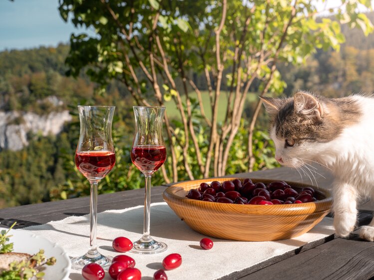 Katze schnuppert an einer Schüssel mit Dirndl (Kornelkirschen), die neben zwei Stamperl mit Dirndllikör steht | © Urlaub am Bauernhof Oberösterreich / Viktoria Urbanek