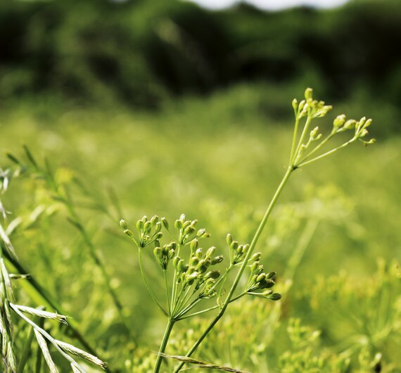 Fenchelpflanze am Feld | © Urlaub am Bauernhof Oberösterreich / Harald Puchegger