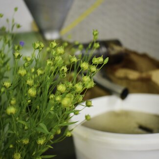 Blühender Gemeiner Lein ("Flachs"), im Hintergrund die Leinölpresse | © Urlaub am Bauernhof Oberösterreich / Harald Puchegger