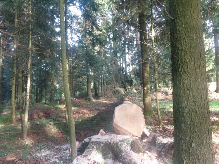 Plenterwald, Biohof Stadler in Oberkappel | © Urlaub am Bauernhof Oberösterreich / Thomas Stadler