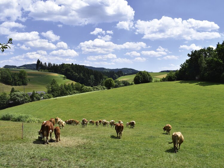 Kühe grasen auf einer Weide im Mühlviertel | © Urlaub am Bauernhof Oberösterreich / Harald Puchegger