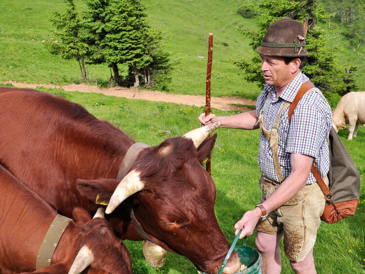 Almbauer gibt seinen Kühen zu fressen | © Urlaub am Bauernhof Oberösterreich / Harald Puchegger