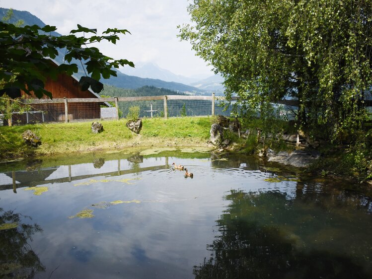 Teich am Berghof Thurnergut | © Urlaub am Bauernhof Oberösterreich / Harald Puchegger