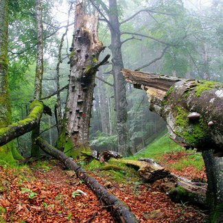 Alte Buchenwälder UNESCO Welterbe im Nationalpark Kalkalpen | © Oberösterreich Tourismus GmbH / Erich Mayrhofer