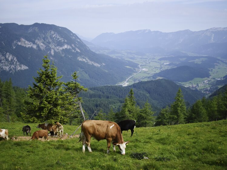 Kühe grasen auf der Almwiese mit Blick in das Tal und auf die Berge der Nationalparkregion Kalkalpen | © Urlaub am Bauernhof Oberösterreich / Harald Puchegger