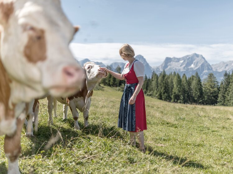 Almbäuerin streichelt ihre Kühe auf der Weide mit Blick auf das Tote Gebirge | © Oberösterreich Tourismus GmbH / Daniel Hinterramskogler