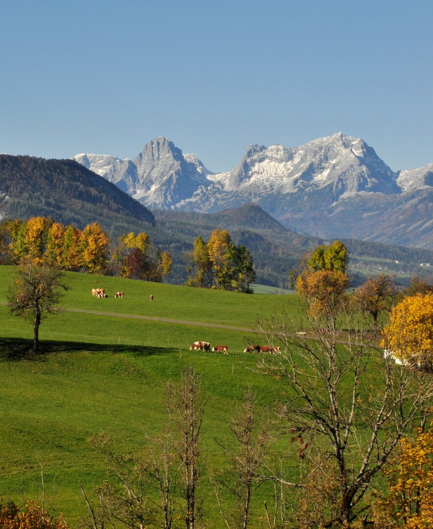 Blick auf das Tote Gebirge mit herbstlichen Wäldern im Vordergrund, Nationalparkregion Kalkalpen | © Urlaub am Bauernhof Oberösterreich / Harald Puchegger