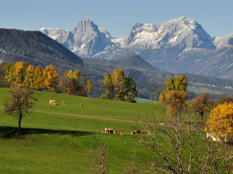 Blick auf das Tote Gebirge mit herbstlichen Wäldern im Vordergrund, Nationalparkregion Kalkalpen | © Urlaub am Bauernhof Oberösterreich / Harald Puchegger