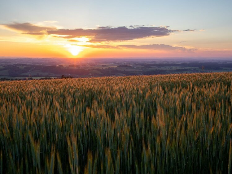 Sonnenuntergang mit Getreidefeld im Vordergrund am Hochhubergut in Aschach/Steyr, Nationalparkregion Kalkalpen | © Urlaub am Bauernhof Oberösterreich / Michael Leitner