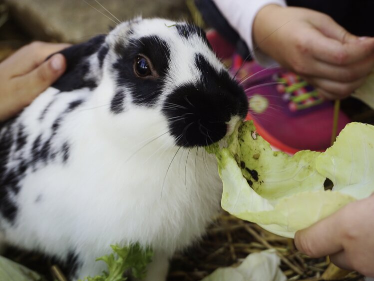 Schwarz-weißes Kaninchen wird mit einem Salatblatt gefüttert | © Urlaub am Bauernhof Oberösterreich / Harald Puchegger