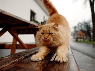 Katze streckt sich | © Urlaub am Bauernhof Oberösterreich / Daniel Gollner