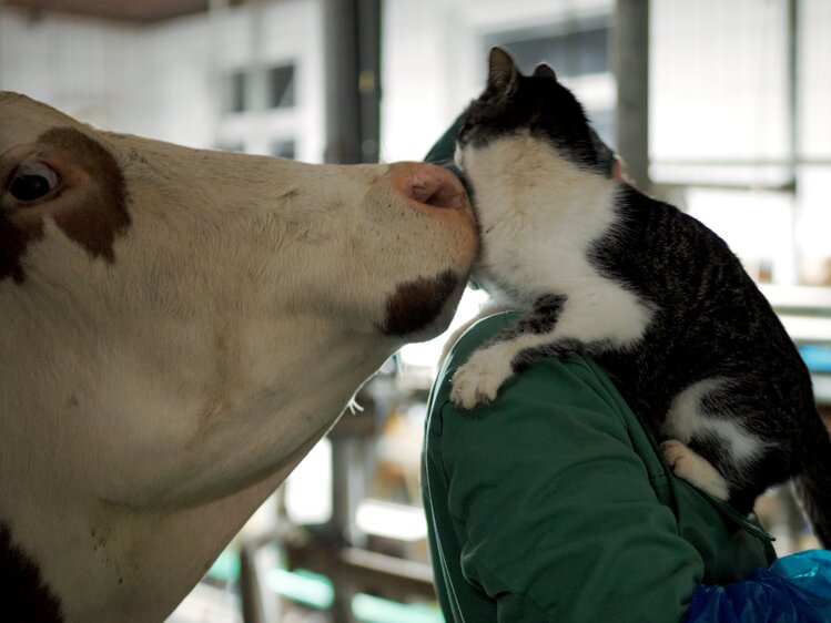 Eine Kuh kuschelt mit einer Katze | © Urlaub am Bauernhof Oberösterreich / Daniel Gollner