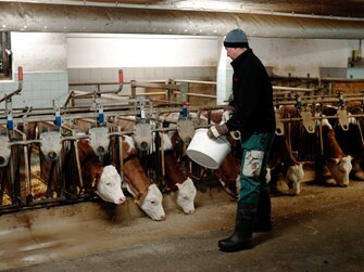 Bauer im Stall bei den Kühen | © Urlaub am Bauernhof Oberösterreich / Daniel Gollner