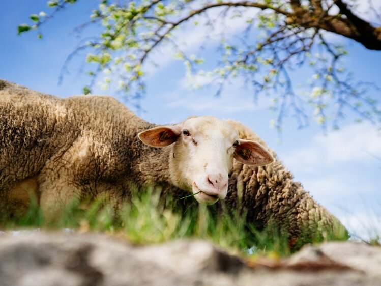 Nahaufnahme eines Schafes beim Grasen | © Urlaub am Bauernhof Oberösterreich / Daniel Gollner