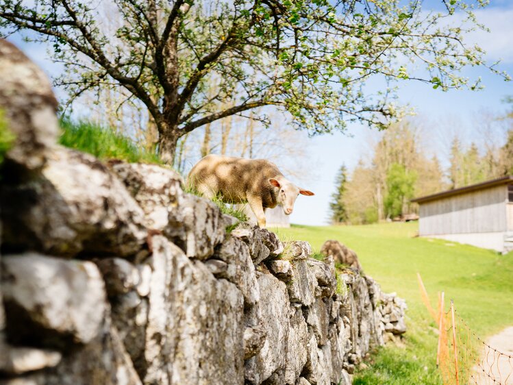 Schaf steht auf einer Steinmauer in der Wiese | © Urlaub am Bauernhof Oberösterreich / Daniel Gollner