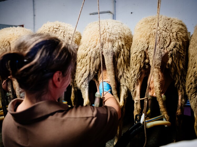 Bauern melken Schafe mit einer Melkmaschine | © Urlaub am Bauernhof Oberösterreich / Daniel Gollner