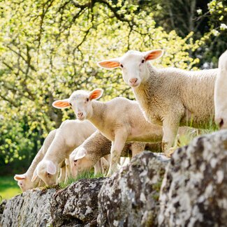 Lämmer grasen auf der Weide auf einer Steinmauer | © Urlaub am Bauernhof Oberösterreich / Daniel Gollner