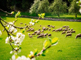 Schafherde auf der Weide | © Urlaub am Bauernhof Oberösterreich / Daniel Gollner