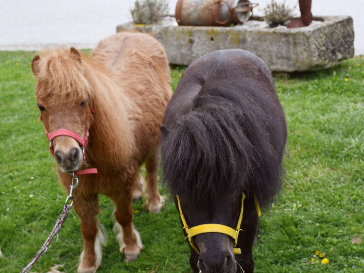 Zwei Ponies | © Urlaub am Bauernhof Oberösterreich / Harald Puchegger