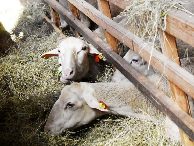 Schafe fressen Heu im Stall | © Urlaub am Bauernhof Oberösterreich / Harald Puchegger