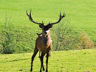 Rotwild | © Urlaub am Bauernhof Oberösterreich / Harald Puchegger