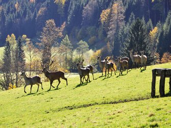 Rotwild | © Urlaub am Bauernhof Oberösterreich / Harald Puchegger