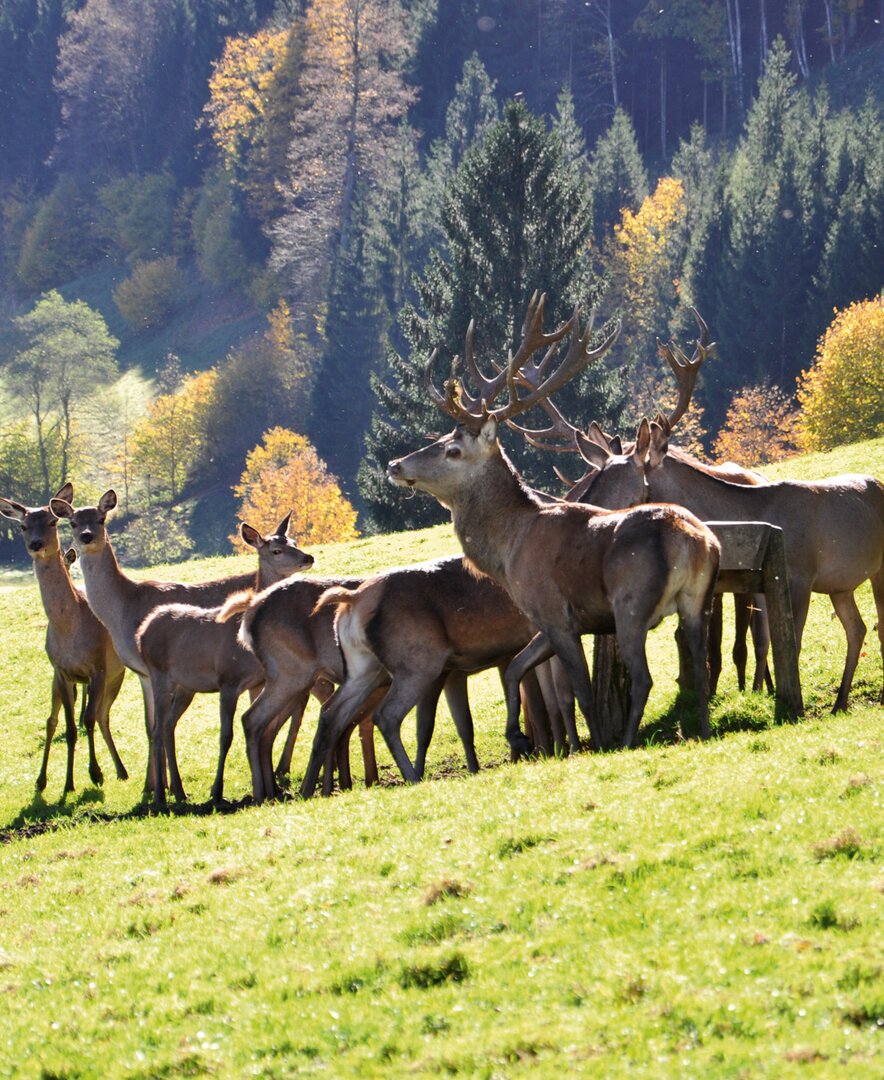 Rotwild | © Urlaub am Bauernhof Oberösterreich / Harald Puchegger