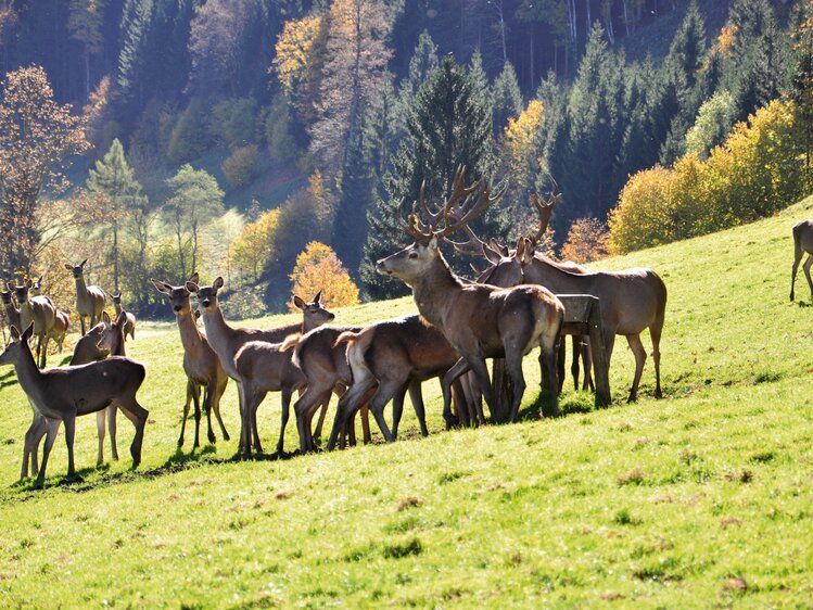 Rotwild | © Urlaub am Bauernhof Oberösterreich / Harald Puchegger