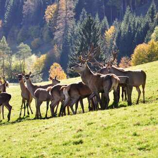 Rotwild | © Urlaub am Bauernhof Oberösterreich / Harald Puchegger