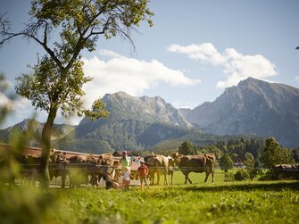 Kühe auf der Weide in der Nationalparkregion Kalkalpen | © Urlaub am Bauernhof Oberösterreich / Alexander Kaiser