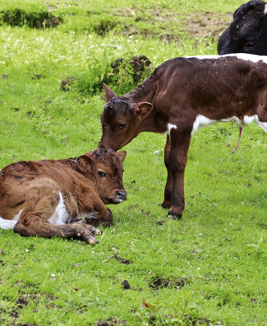 Zwei weiß-braune Kälbchen stehen auf der Weide | © Urlaub am Bauernhof Oberösterreich / Harald Puchegger