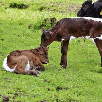 Zwei weiß-braune Kälbchen stehen auf der Weide | © Urlaub am Bauernhof Oberösterreich / Harald Puchegger