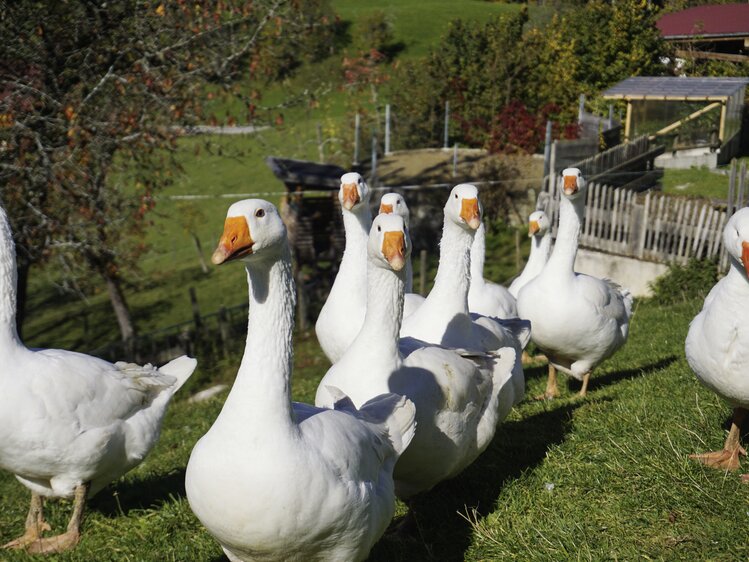 Eine Schar Weidegänse im Gänsemarsch auf der Wiese | © Urlaub am Bauernhof Oberösterreich / Harald Puchegger