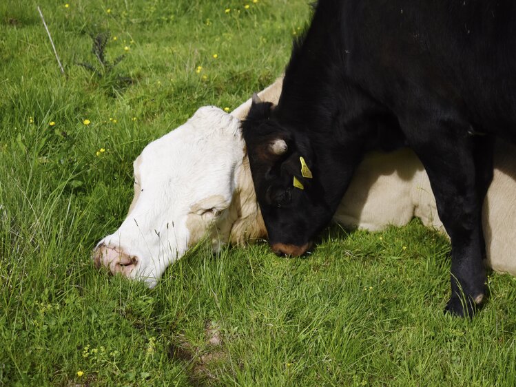 Eine weiße und eine schwarze Kuh kuscheln miteinander | © Urlaub am Bauernhof Oberösterreich / Harald Puchegger