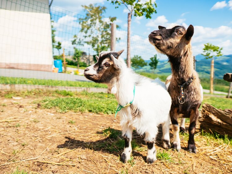 Zwei Zwergziegen blicken neugierig um sich | © Urlaub am Bauernhof Oberösterreich / Daniel Gollner