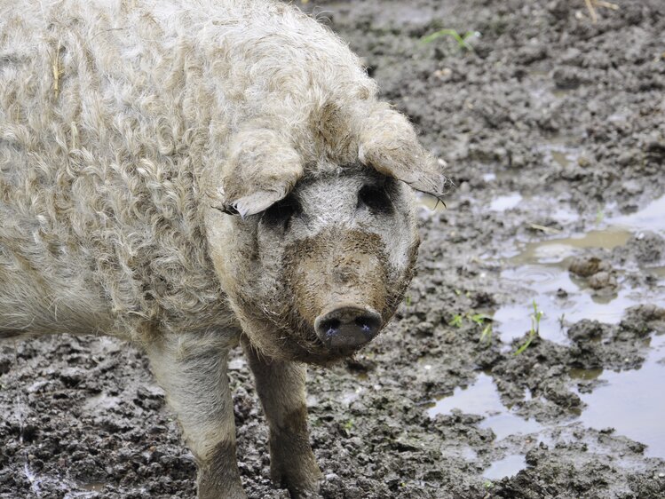 Wollschwein (Mangalica) steht im Freien | © Urlaub am Bauernhof Oberösterreich / Harald Puchegger