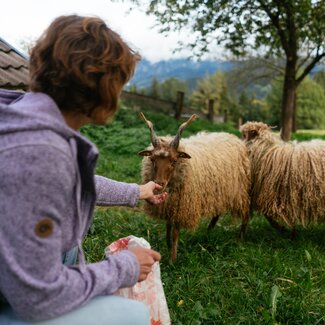 Bäuerin mit Zackelschafen | © Urlaub am Bauernhof Oberösterreich / Daniel Gollner