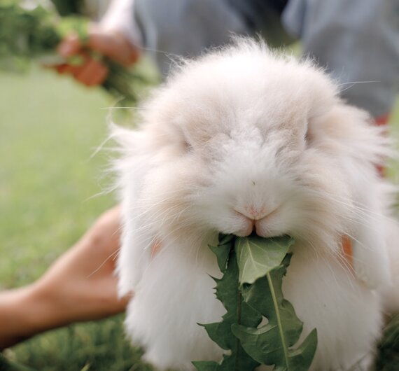 Hase frisst Löwenzahn | © Urlaub am Bauernhof / Daniel Gollner