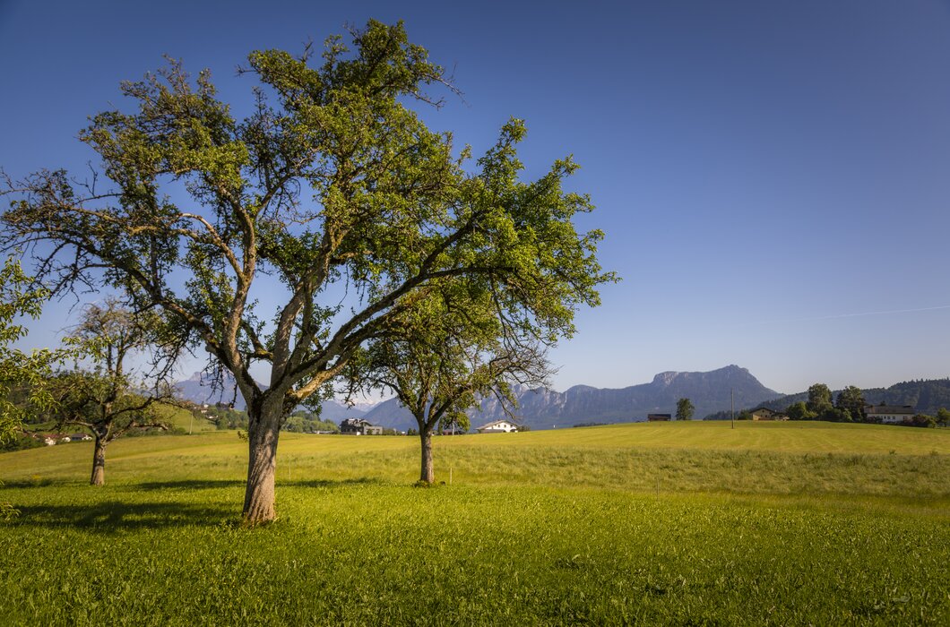 Blick in den Obstgarten am Ferienhof Ederbauer | © Urlaub am Bauernhof Österreich / Bernd Suppan