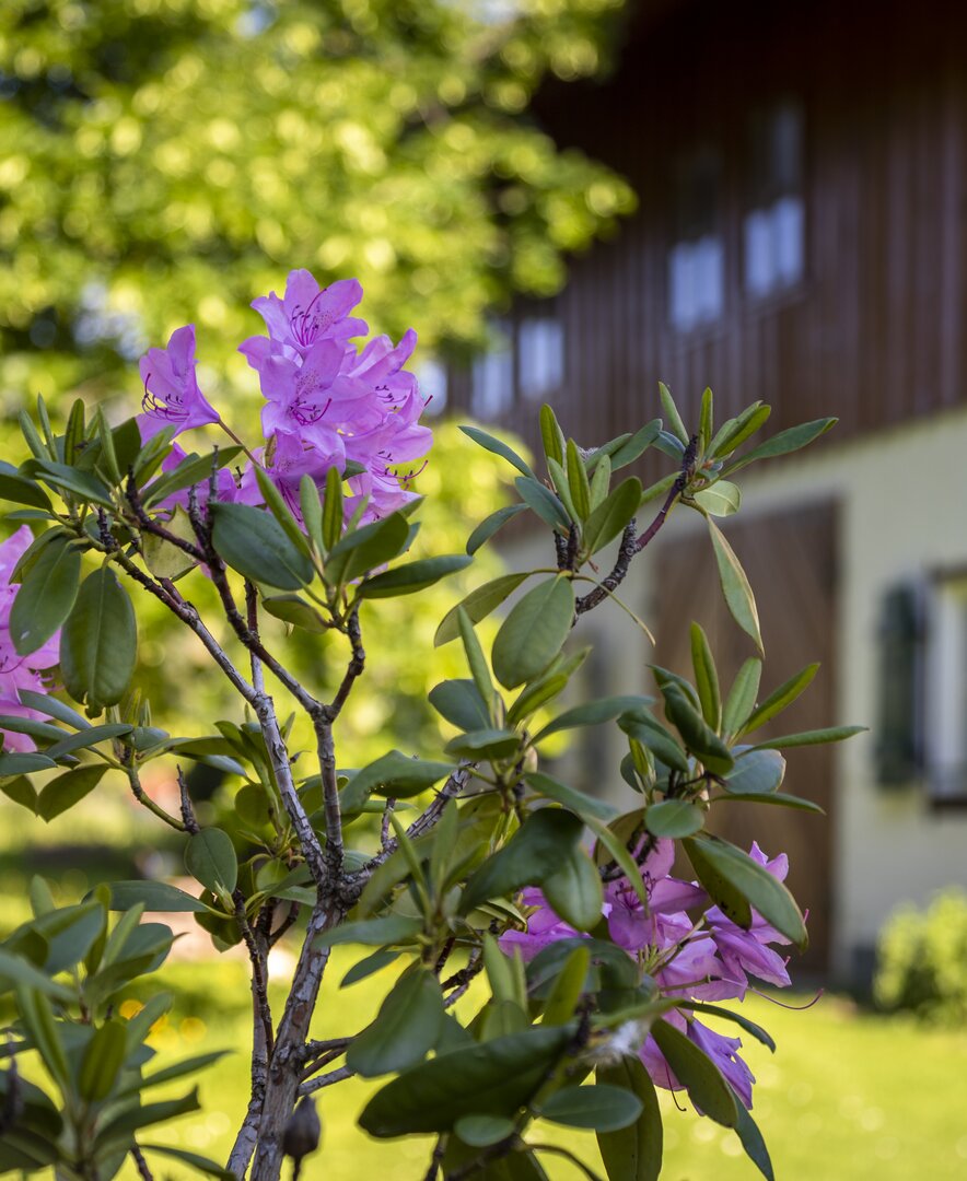 Rhododendron vor dem Ferienhof Ederbauer | © Urlaub am Bauernhof Österreich / Bernd Suppan