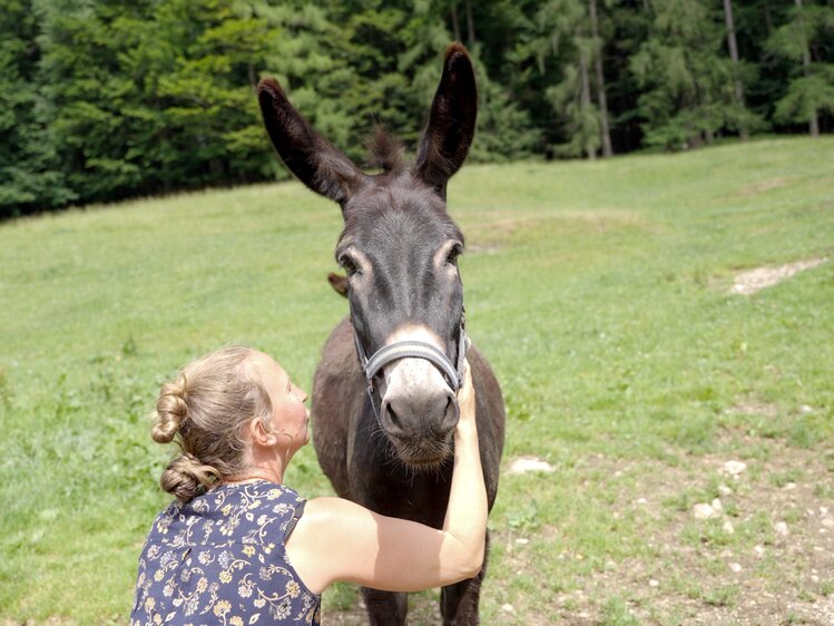 Esel streicheln am Bambichlgut | © Daniel Gollner / Urlaub am Bauernhof