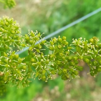 Weinblüte in Niederösterreich | © Urlaub am Bauernhof Niederösterreich